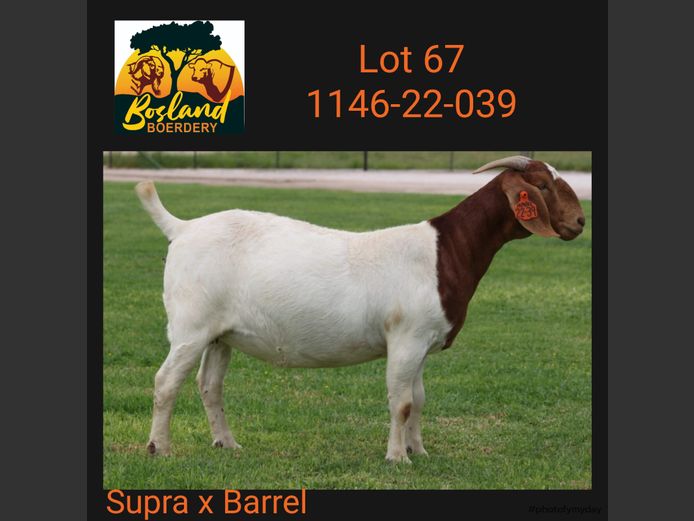 1146 22 0039 | BOSLAND BOERDERY