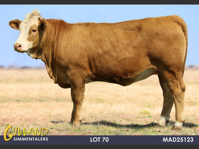 MAD25123 | MG DE JAGER