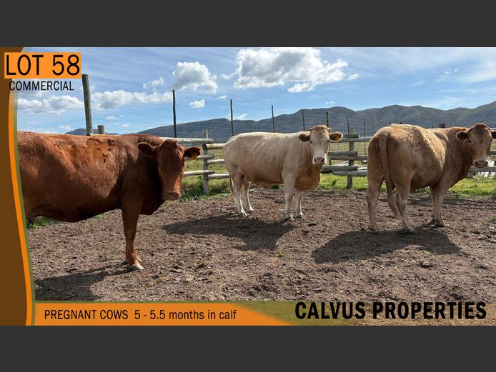 Commercial Animals | CALVUS PROPERTIES