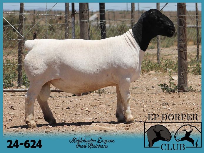 24-624 | Charl Kleinhans - Middelwater Dorper