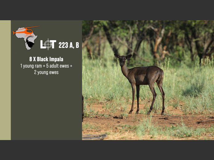 Black Impala