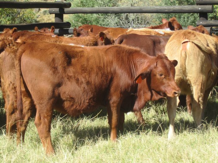 Weaners | Sledmere Farming