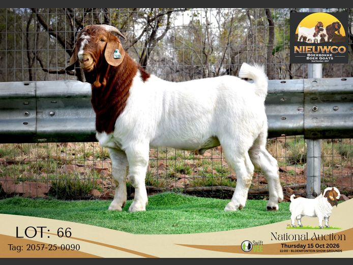 2057-25-0090 | Nieuwco Boerbokke