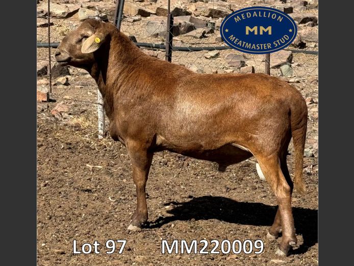 MM220009 | MEDALLION MEATMASTERS