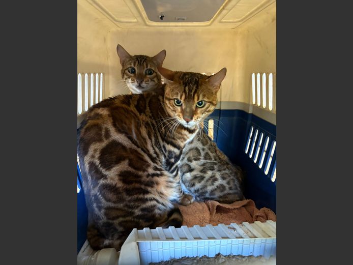 BENGAL KATTE