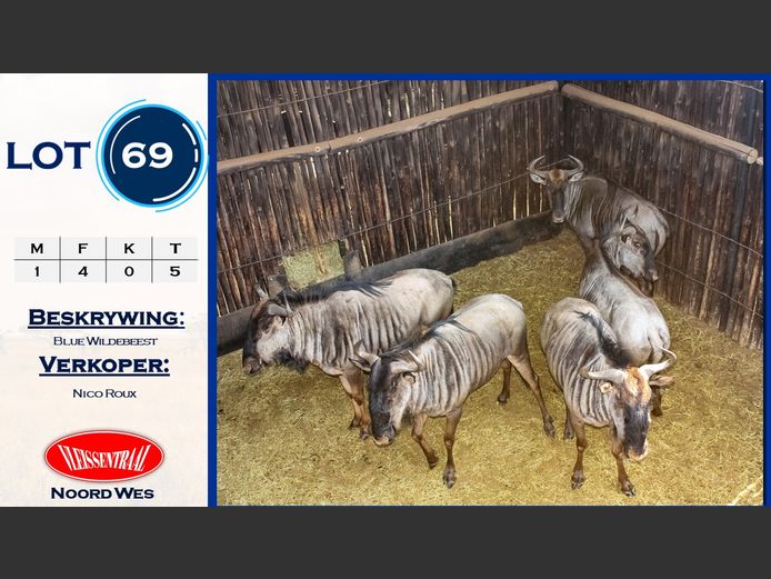 Blue Wildebeest