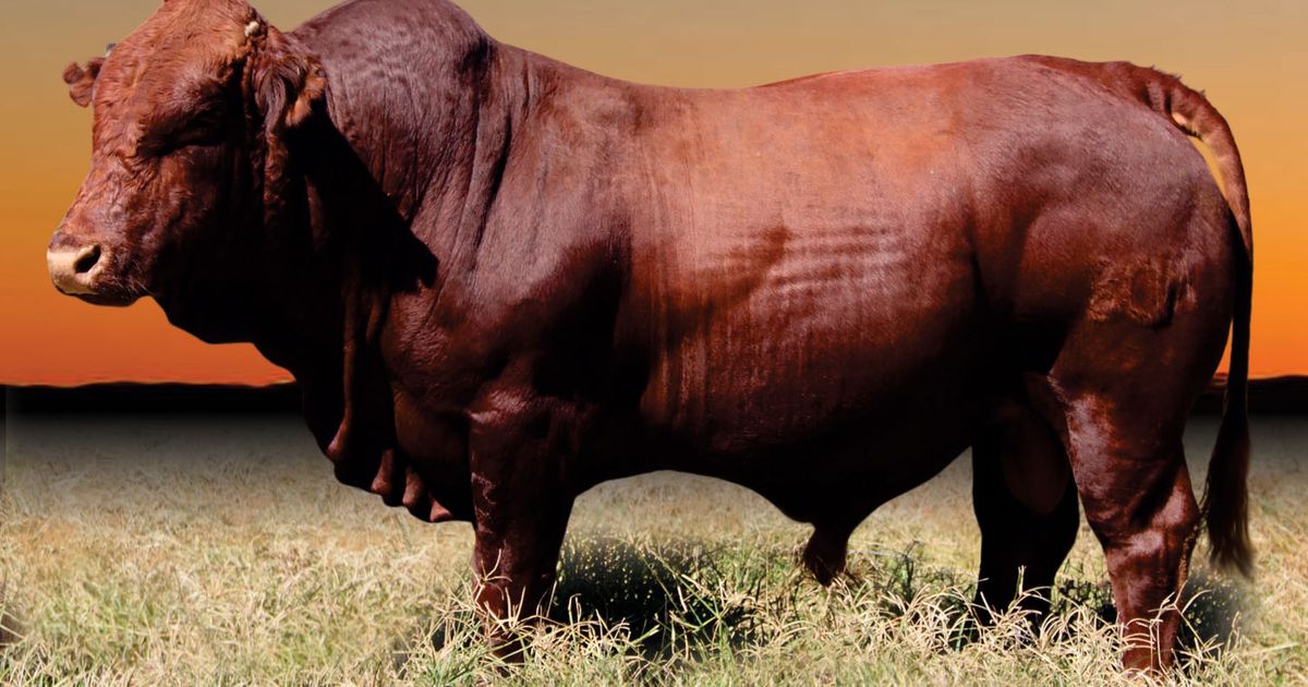 lot-13-3rd-production-sale-moalosi-bonsmara-swiftvee-south-africa