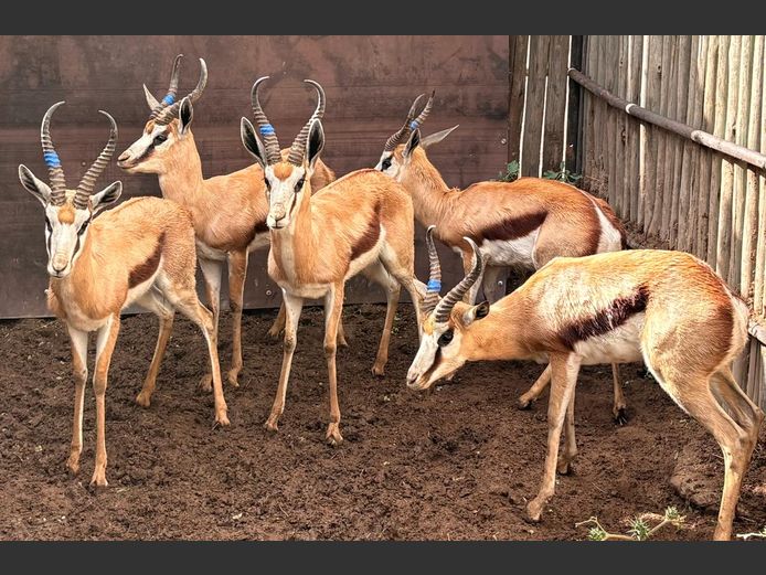 Kalahari Springbok Ramme