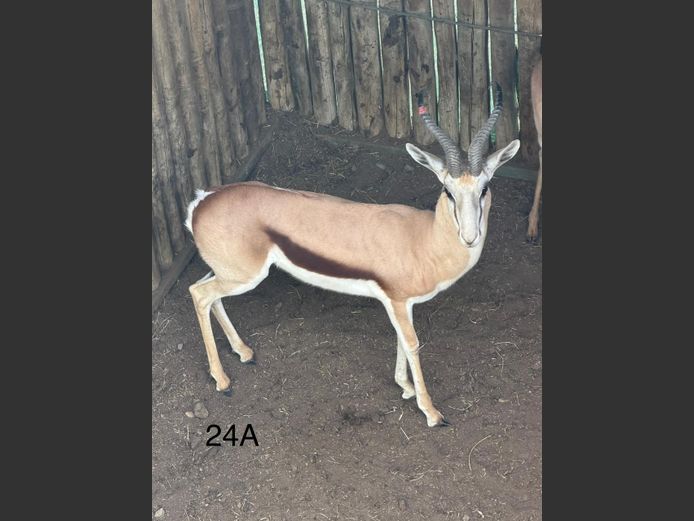 DAMARA SPRINGBOK | KEY GAME