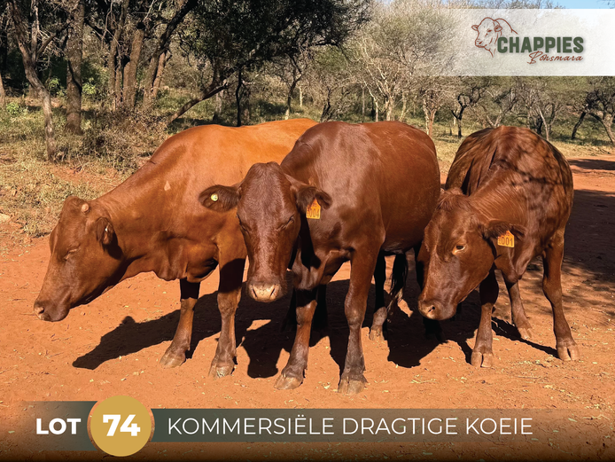 Commercial Animals | CHAPPIES BONSMARA