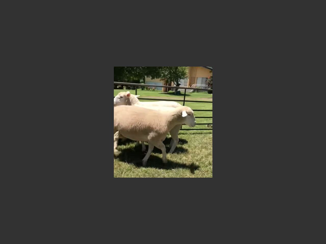images