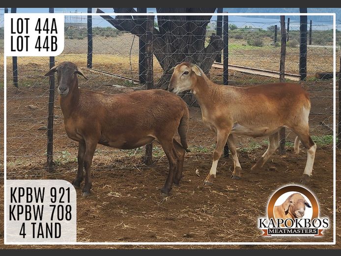 KPBW708 | Kapokbos Meatmasters