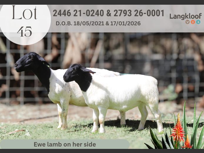 2446-210240 | LANGKLOOF DORPERS