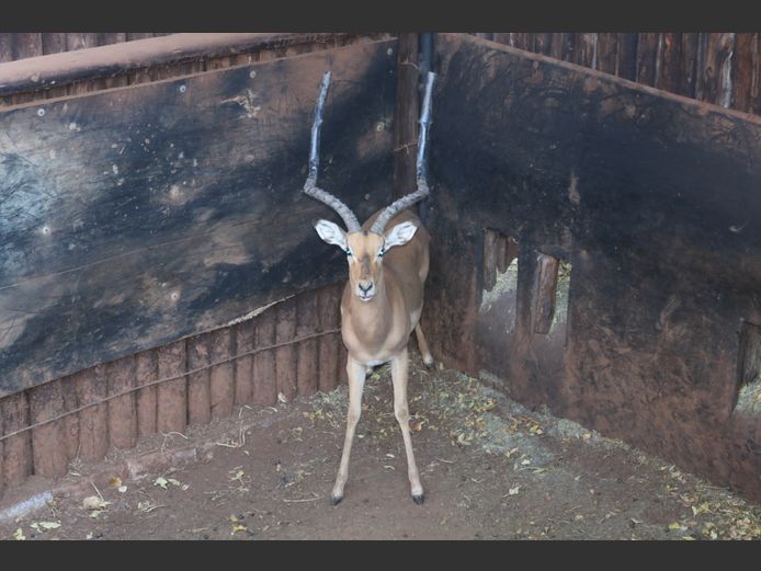 Rooibok