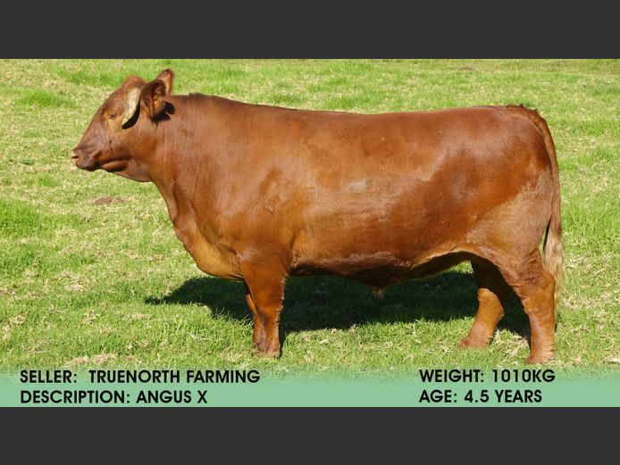 Ox | Truenorth Farming