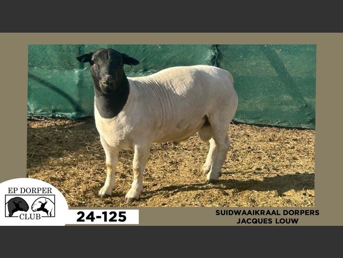 24-125  |  JACQUES LOUW - SUIDWAAIKRAAL DORPERS