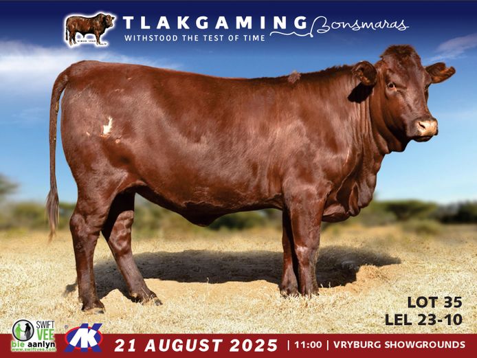 LEL230010 | LEE & SON