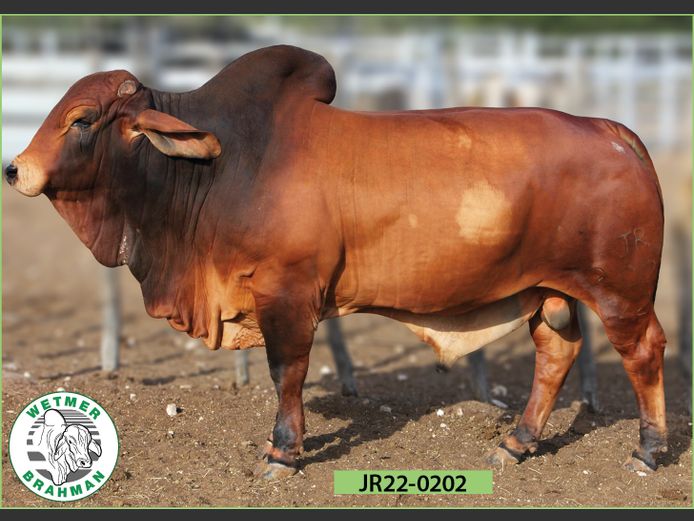 22-0202JR | WETMER BRAHMAN