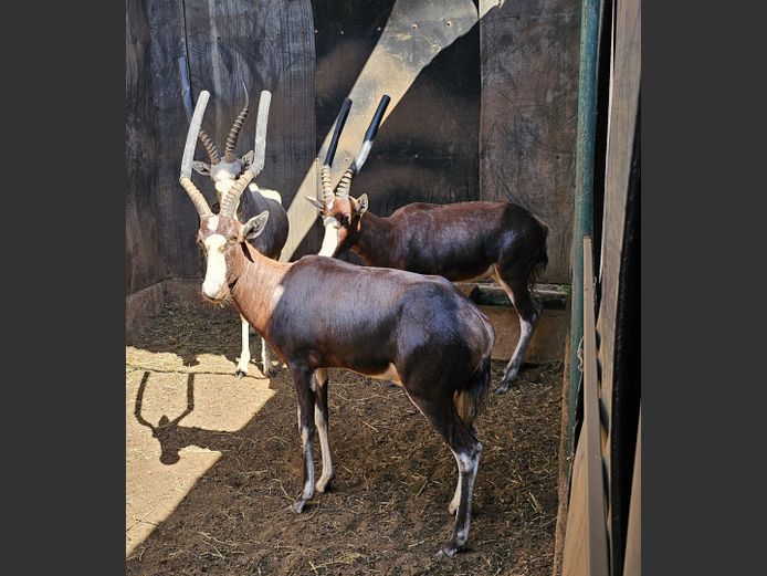BLESBOK | BIRKEN (1) & BUFFELSPOORT (1)