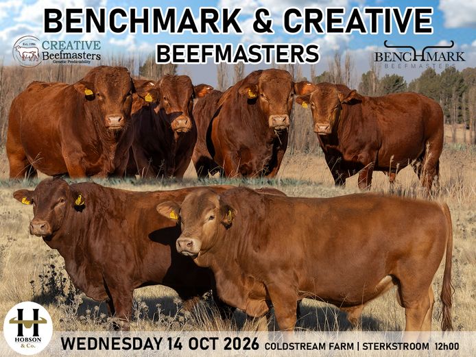 BENCHMARK & CREATIVE BEEFMASTERS AUCTION