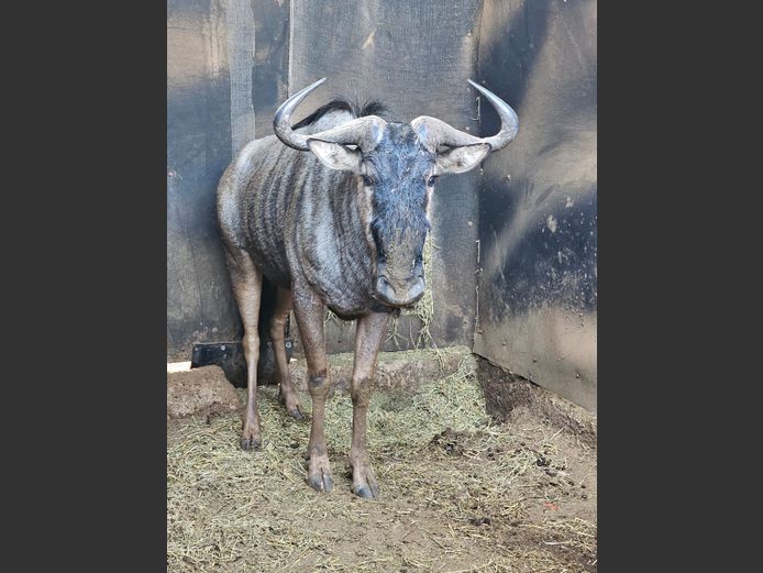 BLUE WILDEBEEST | DAGBREEK