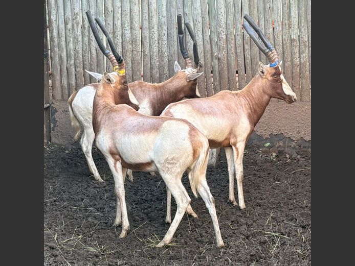 Saddleback Blesbok Ram