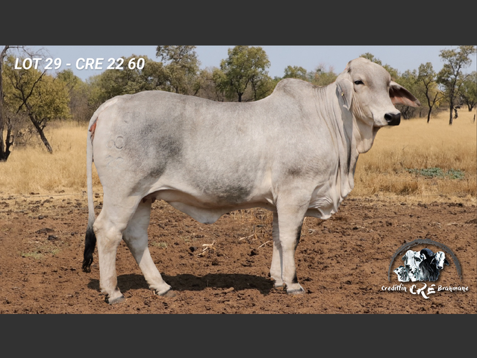 CRE2260 | CRE BRAHMANE