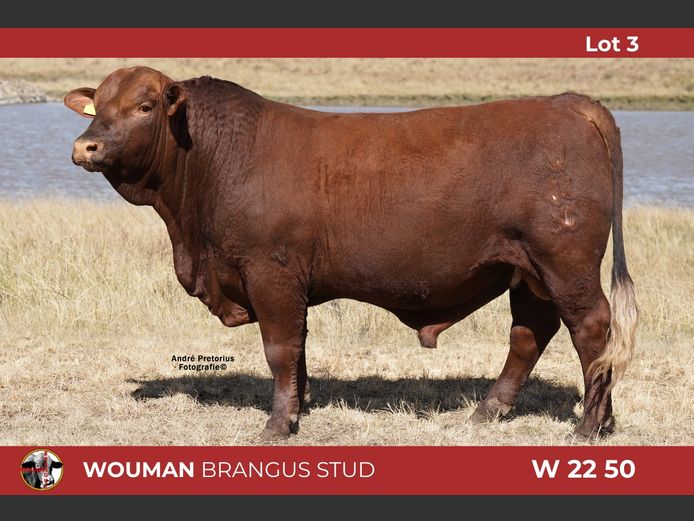 W2250 | WOUMAN BRANGUS