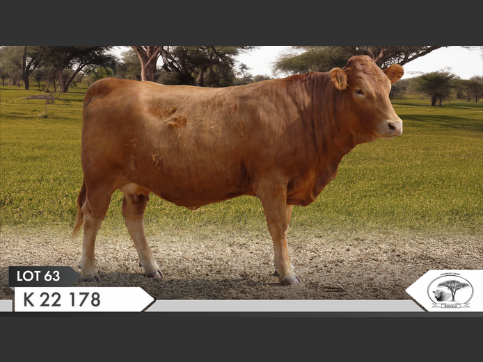 K 220178 | KOPERKOP HUGENOOT STOET
