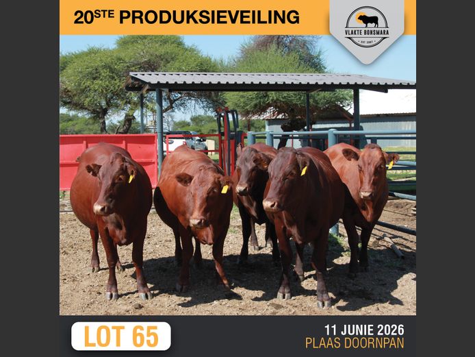 Commercial Animals | SOMERHOEK BONSMARAS