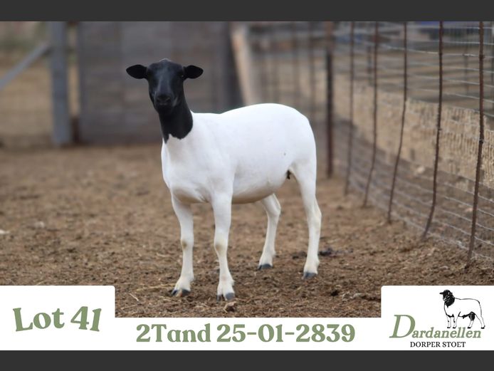 2501 | DARDANELLEN DORPERS