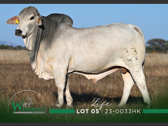 23-0033HK | WAVERLEY BRAHMAN