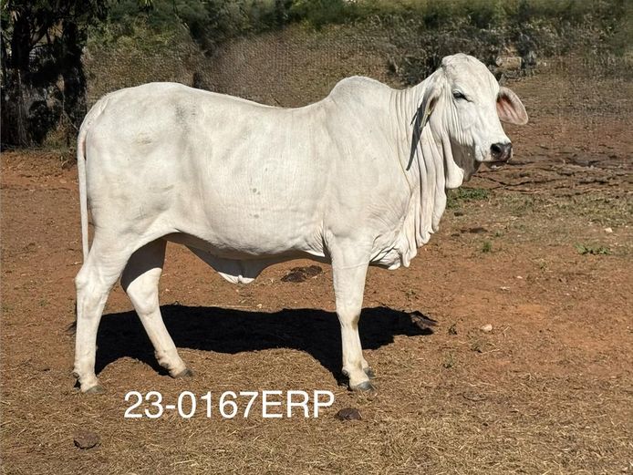 23-0167ERP | HARROBI BRAHMAN