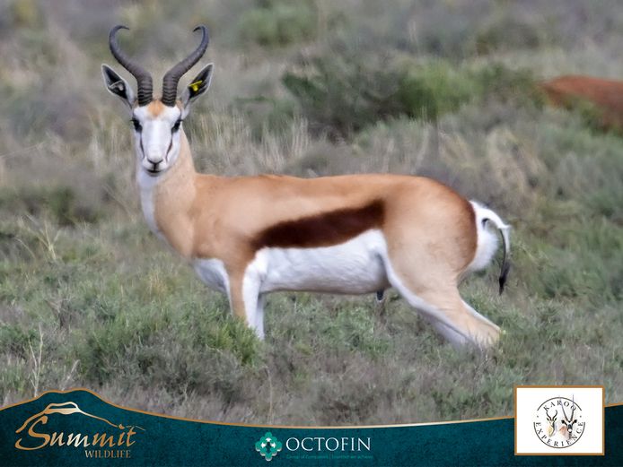 15 6/8" DAMARA SPRINGBOK RAM
