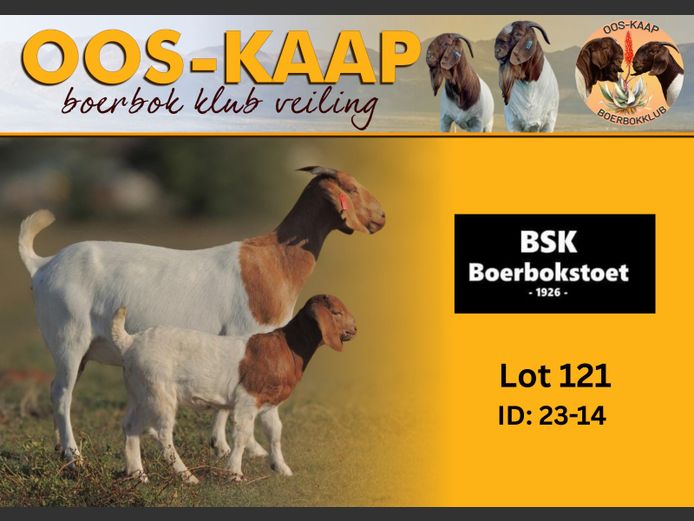 23-14 | BSK Boerbokstoet