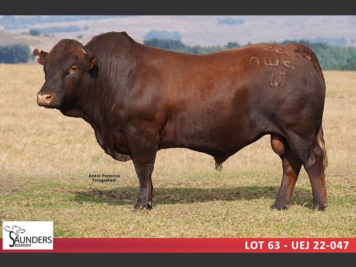 UEJ 220047 | SAUNDERS BOERDERY