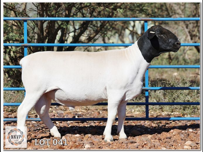 2052 24 0331 | LOUIS VAN RENSBURG, H/A LEEUPUT TRUST