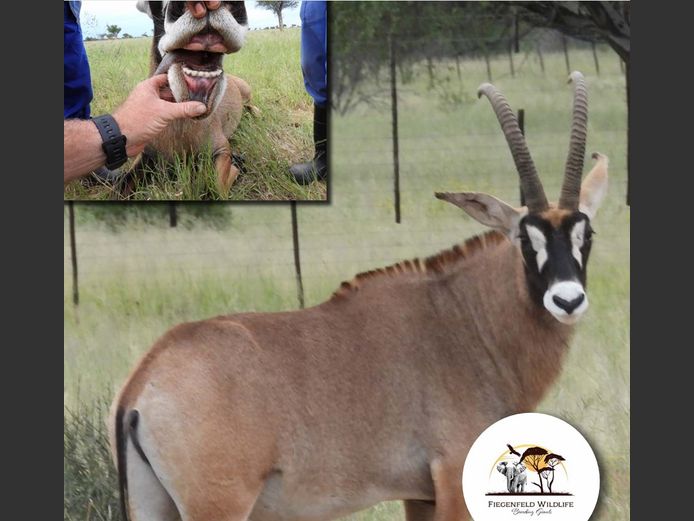 Roan Bull | WATERBERG PLATO GAME BREEDERS