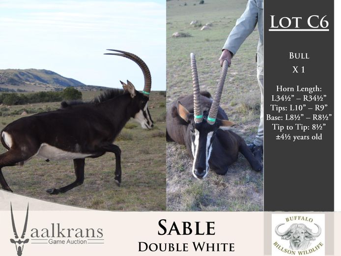 Sable Bulls