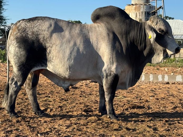 22-0729MAR | MARCO BRAHMAN STOET