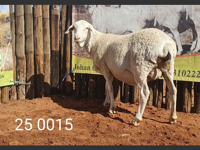 25 015 | Johan Stadler