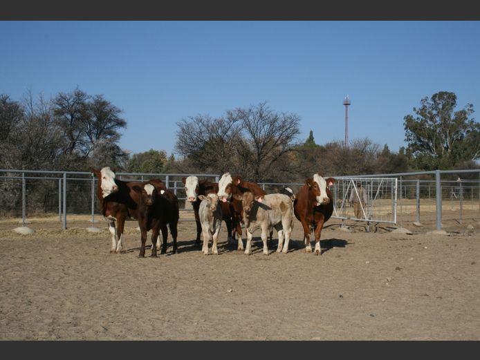 Commercial Animals
