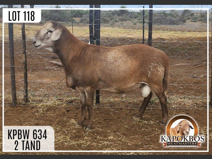 KPBW634 | KAPOKBOS MEATMASTERS