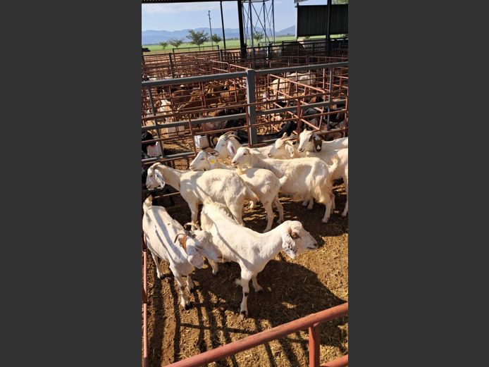 BOERBOK | NAZARDI BOERDERY