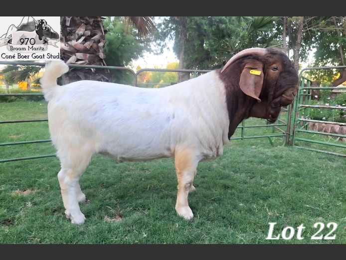 970 25-0156 | Coné Boerbokstoet