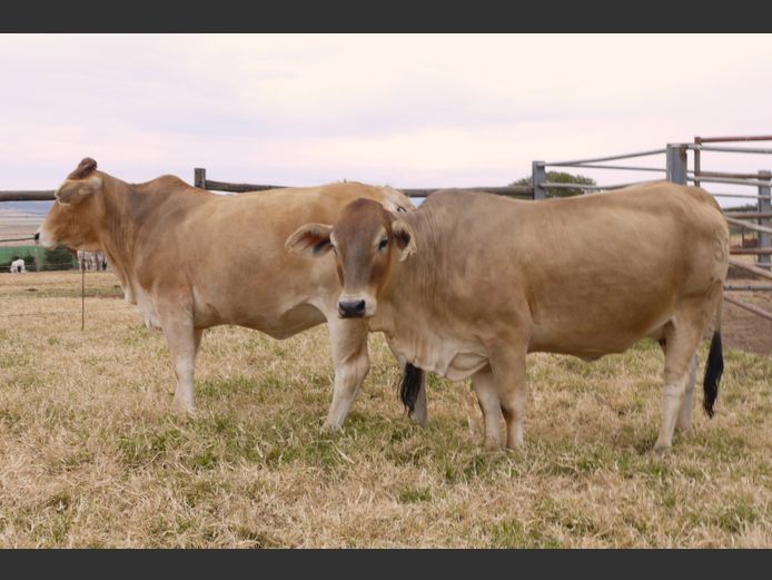 Commercial Animals