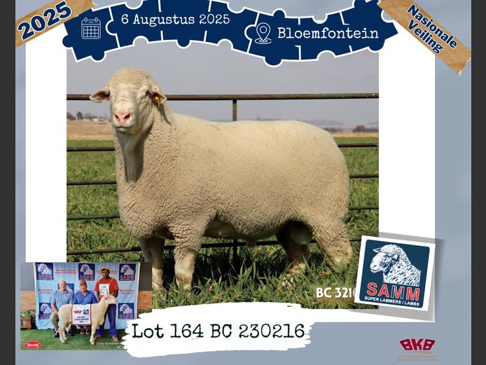 23-0216BC | VERMAAK H P