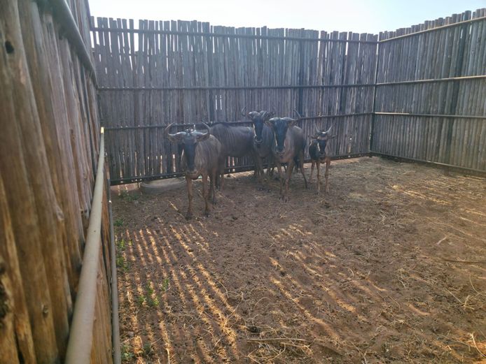 BLOUWILDEBEES | THABAMANZI