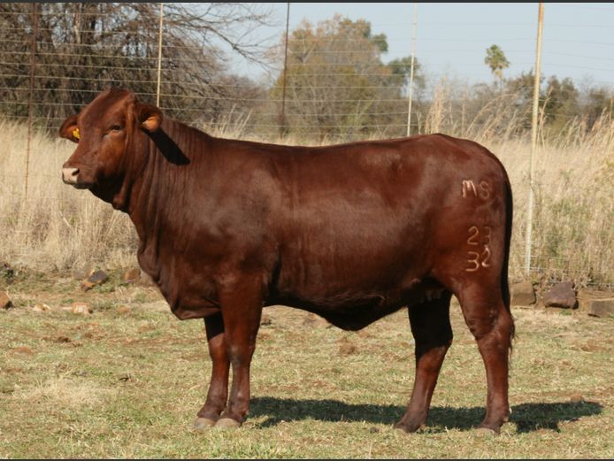 MS  230032 | G.J. GROBLER