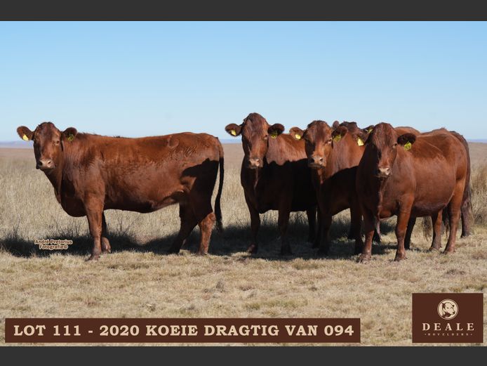Dragtige koeie